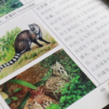 湖南鹰嘴界国家级自然保护区拍到一级保护动物小灵猫