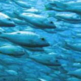 研究显示全球变暖迫使海洋生物“逃离”赤道