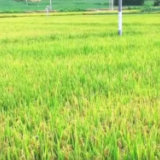 袁隆平捐赠云南的水稻丰收了