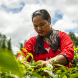 奋力绘就阿佤山美丽新画卷