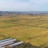 吉林延边：黄金水稻阵阵飘香 海兰江畔丰收在望