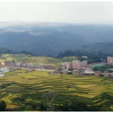 贵州黔南：稻谷飘香 丰收在即