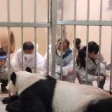 台湾驻点笔记|大熊猫“团团”,感谢你带给两岸同胞的美好回忆!