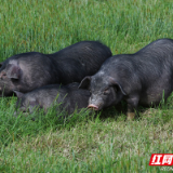 长沙县：养猪院士“再造”大围子猪，“院士农业”培强乡村振兴新动能