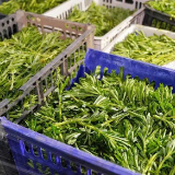 700公里星夜驰骋！安徽亳州80吨生鲜蔬菜抵达上海