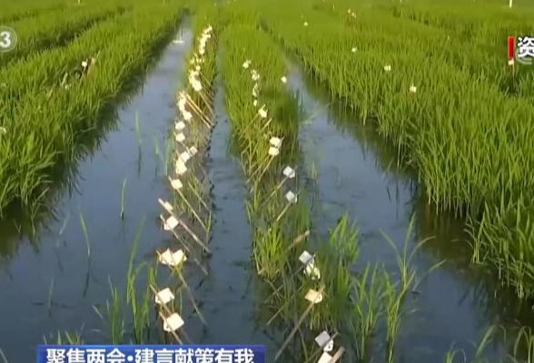 聚焦两会·建言献策有我 | 加快种业振兴 端牢“中国饭碗”