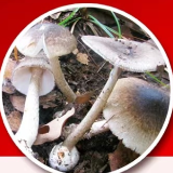 湖南发布首条“野生蘑菇中毒预警”：梅雨季是中毒高发季