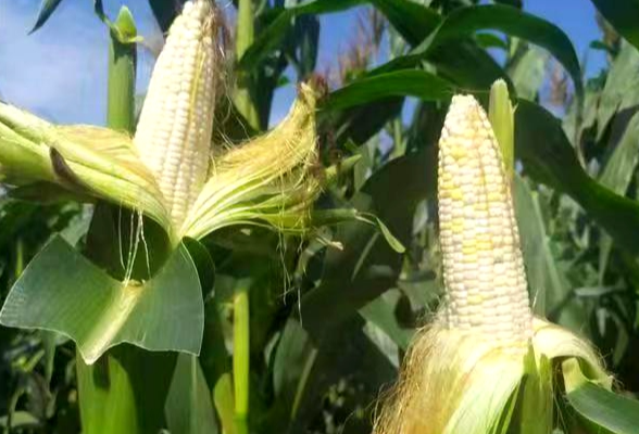 河南新乡：“科技芯”为玉米产业注入“源动力”