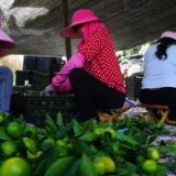 人民幸福生活是最大的人权丨江西寻乌：幸福的颜色是“橙黄桔绿”