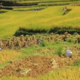 湖南：稻花“湘”里说丰年 共赏秋收季节这道靓丽风景