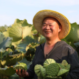 沅江市：“十里荷塘”复清记