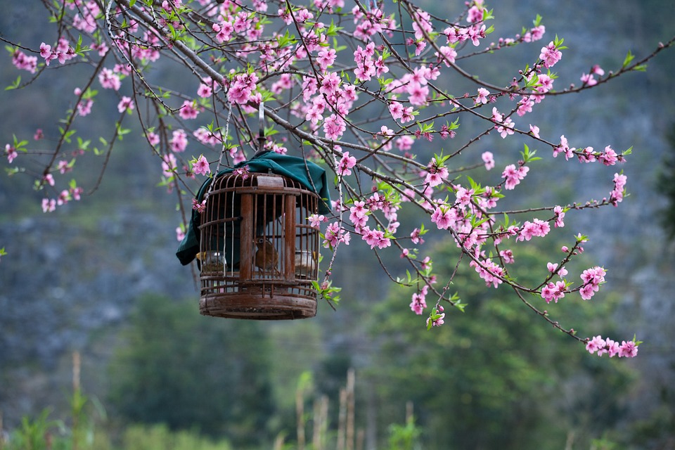 sakura-6535527_960_720.jpg