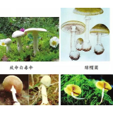 食菌季，中毒专家教您如何识别毒蘑菇