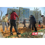 长沙市第四医院：党员植树忙 滨水新城院区迎新绿