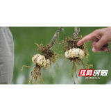 以“道地药材”为标准 谷医堂为“湘九味”品牌建设发力