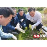 临湘市开展血防工作调研