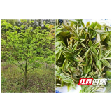 湖南省中医院药师：买的降“三高”茶品质不好？ 可自采自制