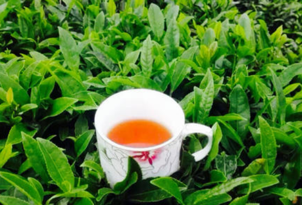 新化红茶团体标准发布 迈向标准化与规范化