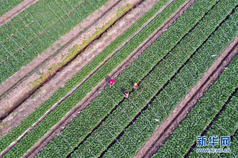 4月18日，在江苏省扬州市宝应县夏集镇一家蔬菜种植合作社，农民在田间劳作。 谷雨将至，各地农民抢抓农时，开展春种春管，田间地头一派繁忙景象。 新华社发（沈冬兵 摄）