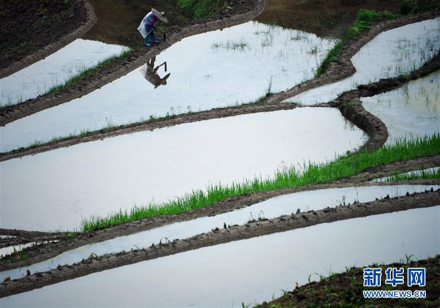 4月18日，在江苏省扬州市宝应县夏集镇一家蔬菜种植合作社，农民在田间劳作。 谷雨将至，各地农民抢抓农时，开展春种春管，田间地头一派繁忙景象。 新华社发（沈冬兵 摄）