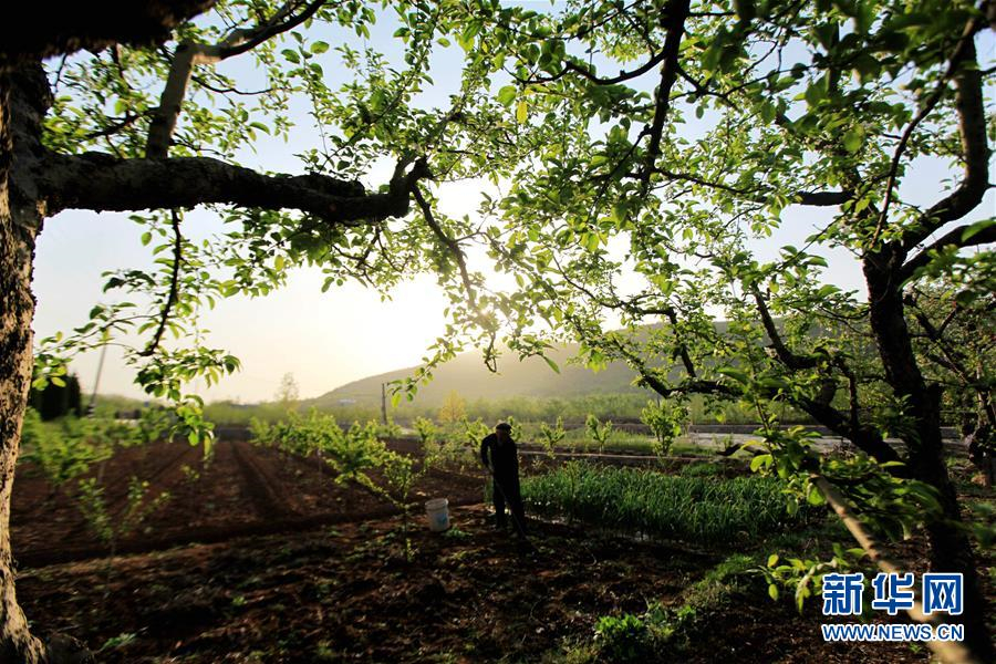 4月18日，在江苏省扬州市宝应县夏集镇一家蔬菜种植合作社，农民在田间劳作。 谷雨将至，各地农民抢抓农时，开展春种春管，田间地头一派繁忙景象。 新华社发（沈冬兵 摄）