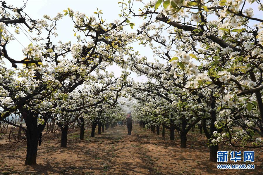 4月18日，在江苏省扬州市宝应县夏集镇一家蔬菜种植合作社，农民在田间劳作。 谷雨将至，各地农民抢抓农时，开展春种春管，田间地头一派繁忙景象。 新华社发（沈冬兵 摄）