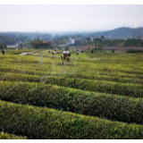 推进果菜茶机械化生产 湖南15县市区启动田土宜机化改造