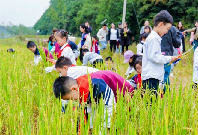 将课堂铺设在广阔乡村，这场亲子秋游研学活动拓展孩子们眼界