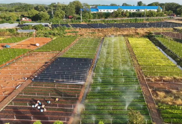 千城百县看中国丨湖南冷水滩：科技“润”苗 节水增收