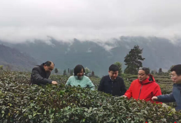 古丈科技特派员“雪中送炭”