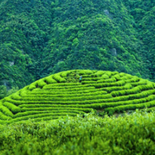 玩转茶园⑥丨品茶赏景 夏日清凉好风光 