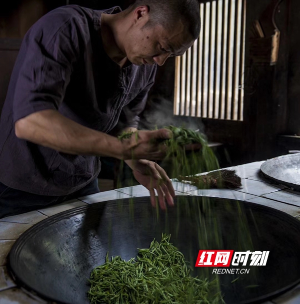 伍学峰炒制春茶。