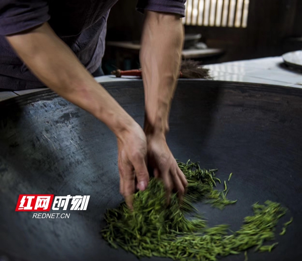 常德市石门县东山峰管理区茶农伍学峰正在炒制春茶。