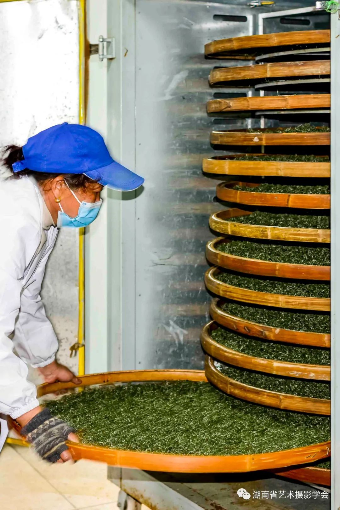 公司自建茶叶及金银花种植示范基地，同时为老百姓提供技术指导与培训，带动老百姓种植茶叶及金银花脱贫致富。（摄影/曹建军）