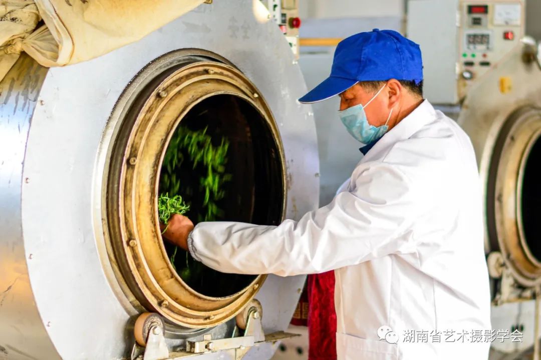 阳春三月，柳绿花红。当前，正是春茶的采摘季节。双牌县在疫情防控不放松的同时，助力金蕊实业有限责任公司复工复产。（摄影/曹建军）