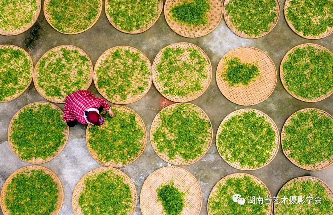 惊蛰过后，双牌县在对当地乡、村做好疫情防御的情况下，帮助金蕊实业有限责任公司复工生产，动员组织当地村民抢采“明前茶”。（摄影/曹建军）