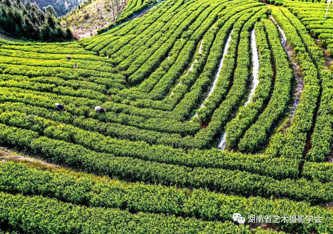 茶农们在各自的区块错峰采摘春茶，奏响了复工复产采茶圆舞曲。（摄影/曹建军）