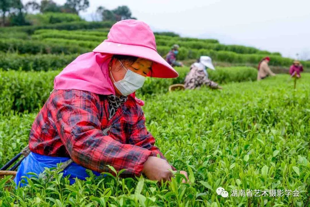 这几天，在双牌县金蕊实业有限责任公司茶园里，成片的茶树已经吐露嫩绿新芽。（摄影/曹建军）