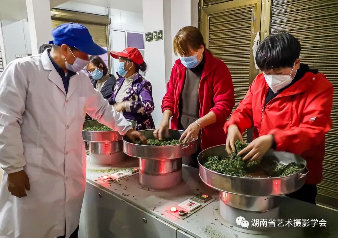 公司自建茶叶及金银花种植示范基地，同时为老百姓提供技术指导与培训，带动老百姓种植茶叶及金银花脱贫致富。（摄影/曹建军）