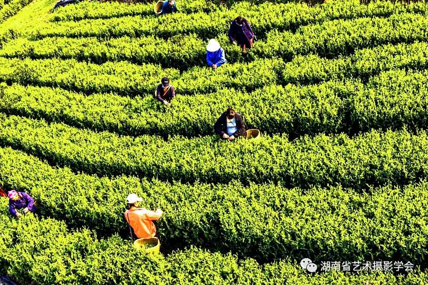 惊蛰过后，双牌县在对当地乡、村做好疫情防御的情况下，帮助金蕊实业有限责任公司复工生产，动员组织当地村民抢采“明前茶”。（摄影/曹建军）