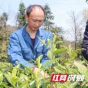 人物 |  “工匠”精神 ——记首位“湘茶工艺大师”冷建国