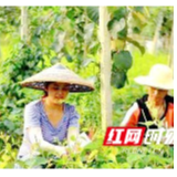 三湘巨变丨凤凰县菖蒲塘村的“五张名片”之四:女子嫁接队变致富“娘子军”