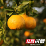 泸溪：十亿重点产业攻坚交出全面小康精彩答卷