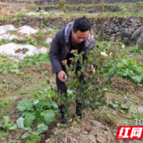 湘西州农科院到龙山传授油茶冬季整形修剪管护技术