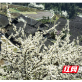 组图丨永顺：古寨春花盛开 芬芳四溢相映成趣