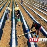 永顺：“职业烟农”领航万坪烟叶产业