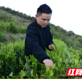 茶香飘满高山——永顺县湖坪村青年王兵回乡种茶故事