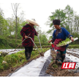 组图丨湘西：阳春好时节 农家生产忙