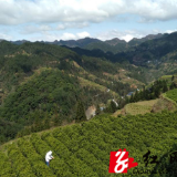 保靖：2020年保靖黄金茶产业春茶产值近7.5亿元