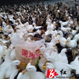 保靖县甘溪村：“五业并举”力促脱贫户巩固提升